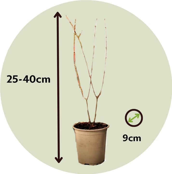 Produktbild Plant in a Box Punica Granatum - 3er Set Granatapfelbaum (25 cm)