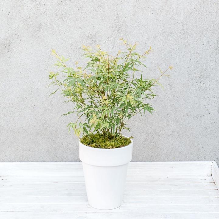 Immagine prodotto Plant in a Box Acer palmatum 'Butterfly' - Acero (25 cm)