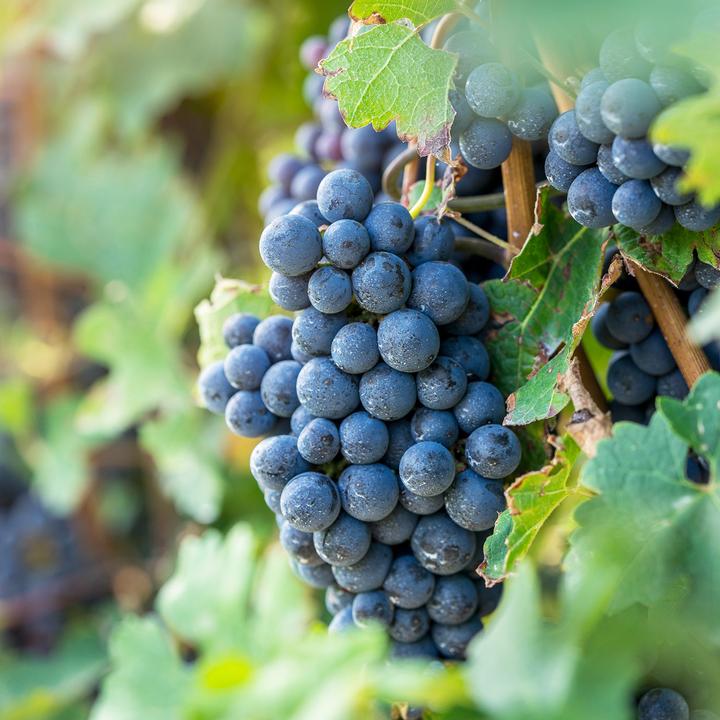 Immagine prodotto Zulauf Hybridrebe / Vitis Venus (80 cm)