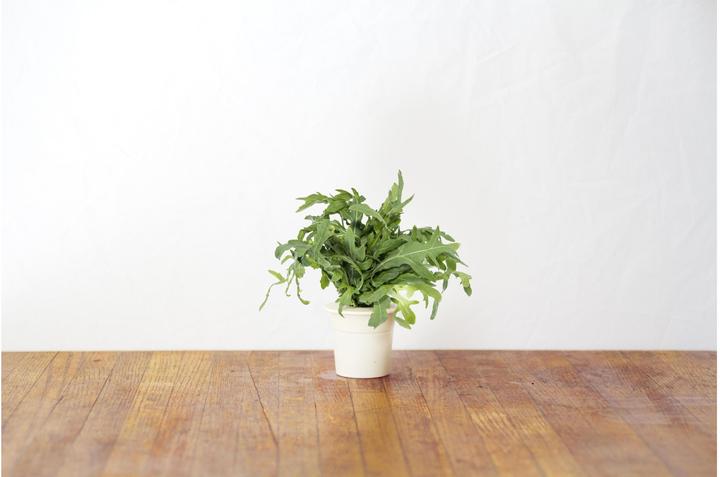 Actual product image Click and Grow leaf mustard (Herb seeds)