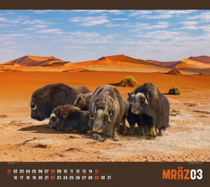 Actual product image Verrückte Welt Kalender 2026 (54 x 48 cm, Hardcover, German)
