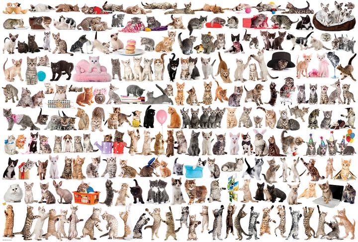 Produktbild Eurographics Welt der Katzen (2000 Teile)