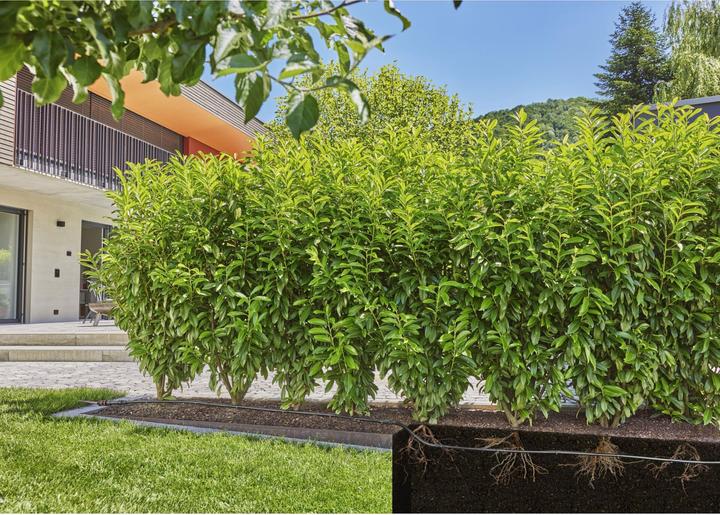 Produktbild Gardena Ober- und unterirdisches Tropfrohr für Büsche/Hecken (Tropfschlauch + Tropfrohr)