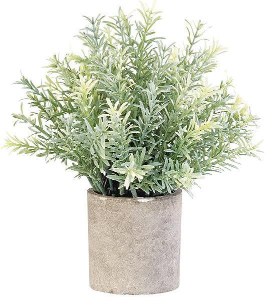 Produktbild Carlo Milano 6er Set Dekopflanzen für Schreibtisch (7.50 cm)