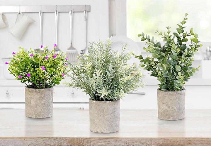 Produktbild Carlo Milano 6er Set Dekopflanzen für Schreibtisch (7.50 cm)