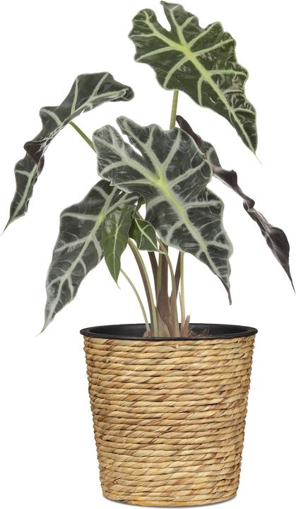 Actual product image Scheurich Water hyacinth 30, basket planter / basket planter / basket pot made of Water hyacinth Colour: (30 cm)