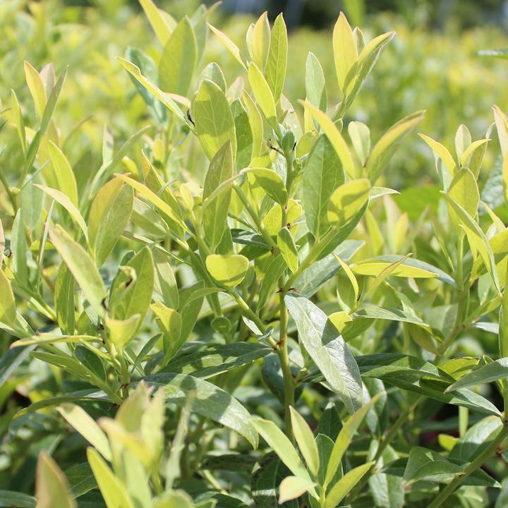 Produktbild Zulauf Kultur-Heidelbeere / Vaccinium corymbosum 'Pink Lemonade'® (50 cm)