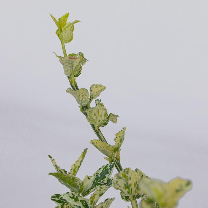 Immagine prodotto Plant in a Box Euonymus Harlequin - set di 4 piante da giardino (20 cm)