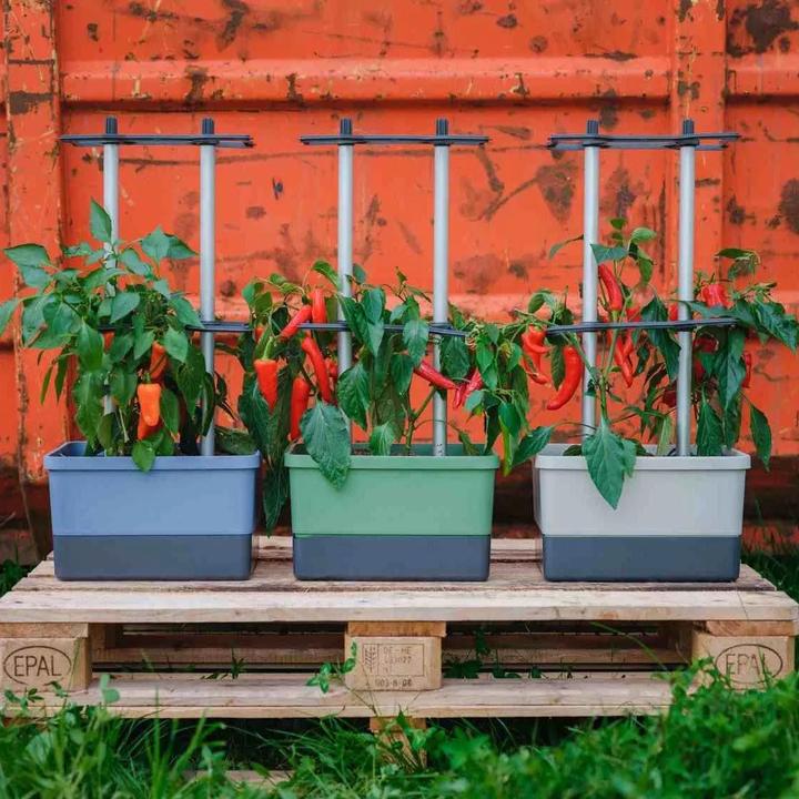 Produktbild Gusta Garden Charly Chili (35 cm)