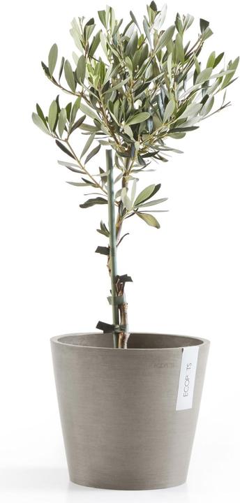 Actual product image Ecopots Amsterdam (20 cm)