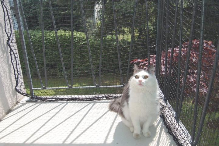 Actual product image Windhager Cat protection nets