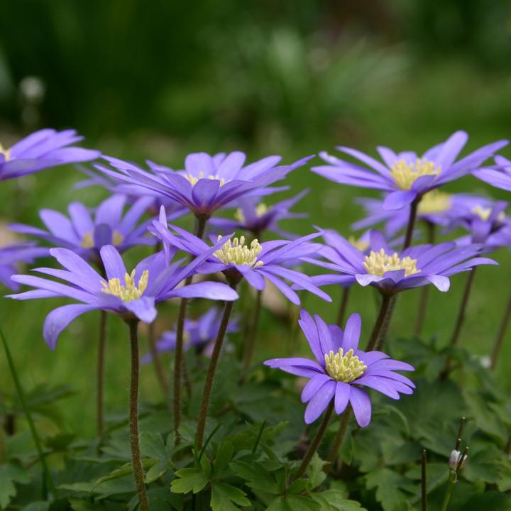 Produktbild Plant in a Box Anemone coronaria 'Blue Shades' - 45er-Set (10 cm)