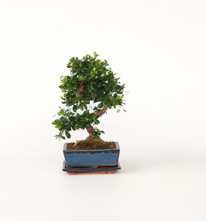 Produktbild Plant in a Box Carmona microphylla - Bonsaibaume (20 cm)