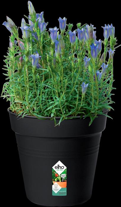 Produktbild Elho Green Basics (17 cm)