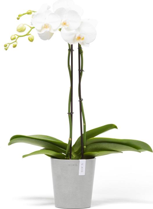Image du produit Ecopots Morinda (14 cm)