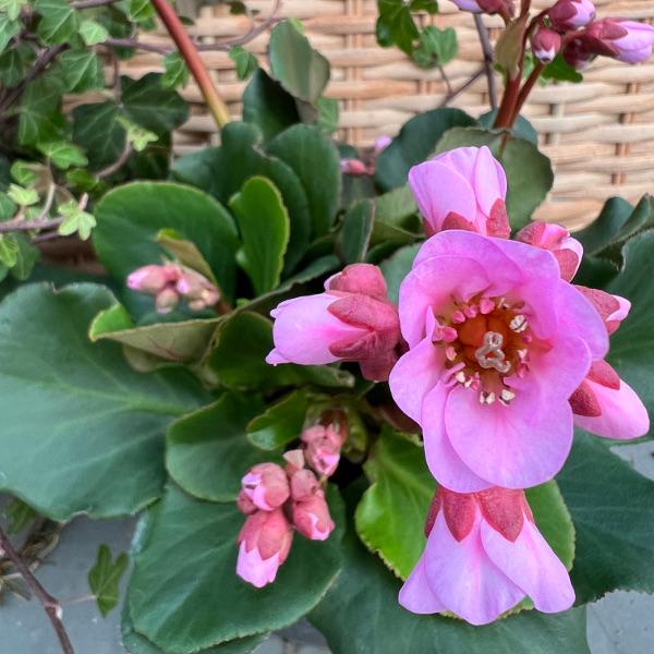 Produktbild Säntispracht 4 er Set, Die dauerhafte Bergenie in Pink - Bergenia Cultivars Rosenkristall (40 cm)