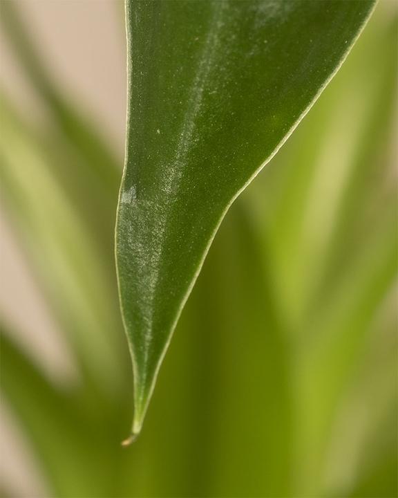 Immagine prodotto feey Alocasia 'Tiny Dancer' (40 cm, Appena rinvasata)
