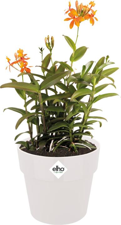 Image du produit Elho B.for Original Rond (29.50 cm)