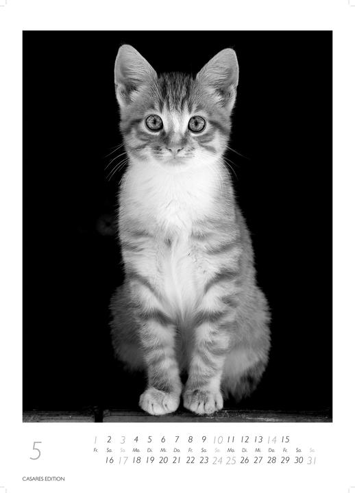 Actual product image Cats 2026 S 29x21cm (29 x 21 cm, German)