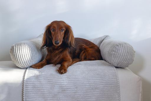 Produktbild Designed by Lotte Ribbed (Hund)