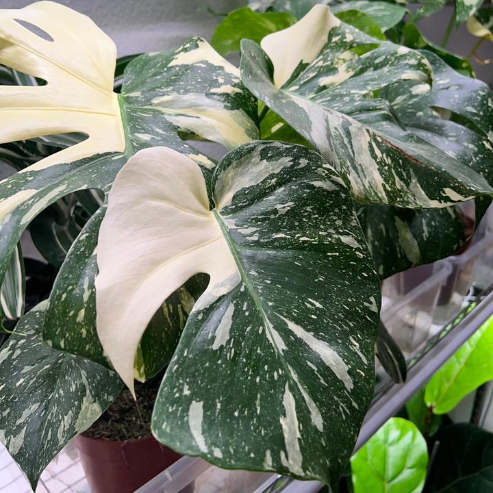 Image du produit Mahaloplants Monstera constellation thaïlandaise (50 cm)