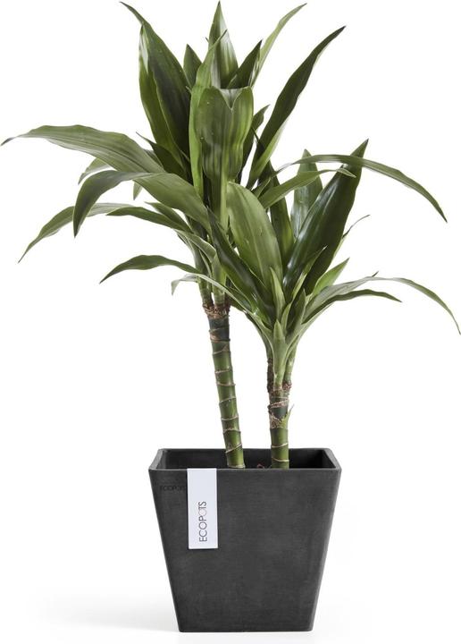 Actual product image Ecopots Rotterdam (20 cm)