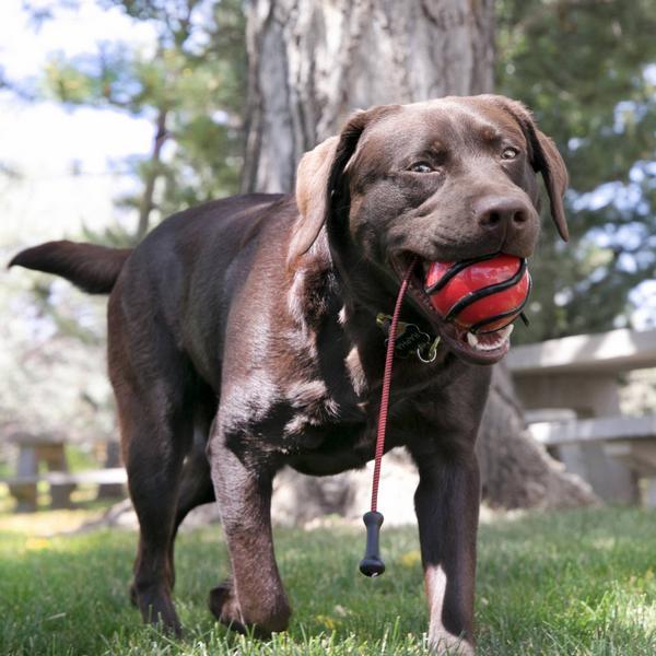 Produktbild KONG Wavz Bunjiball Assorted L (Ballspielzeug Hund)