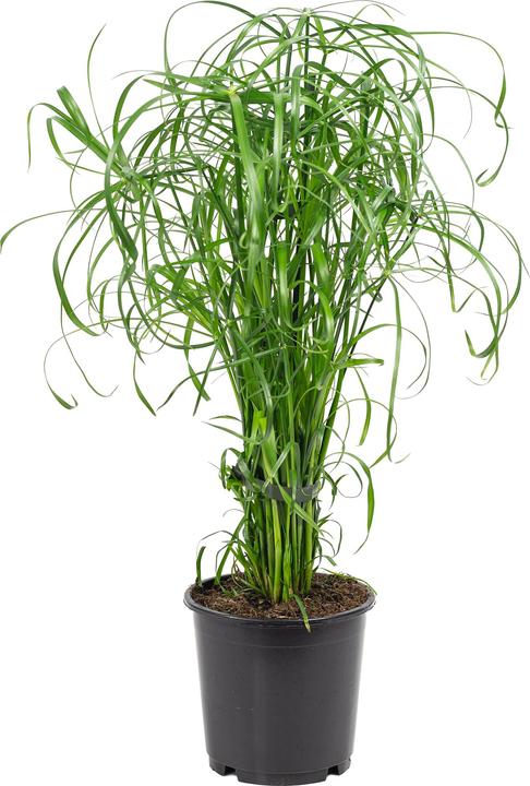 Image du produit Flowerbox Herbe de Chypre (60 cm)