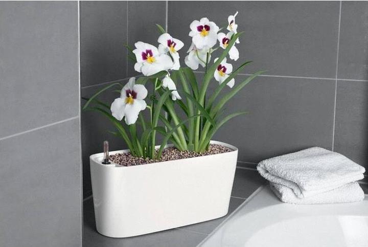 Actual product image Lechuza Delta (15 cm)