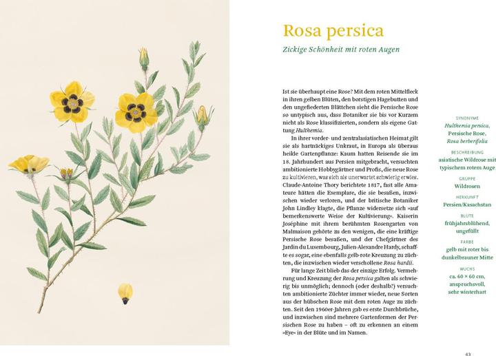 Actual product image Historische Rosen (German, Sofia Blind, Berlin State Library, 2023)