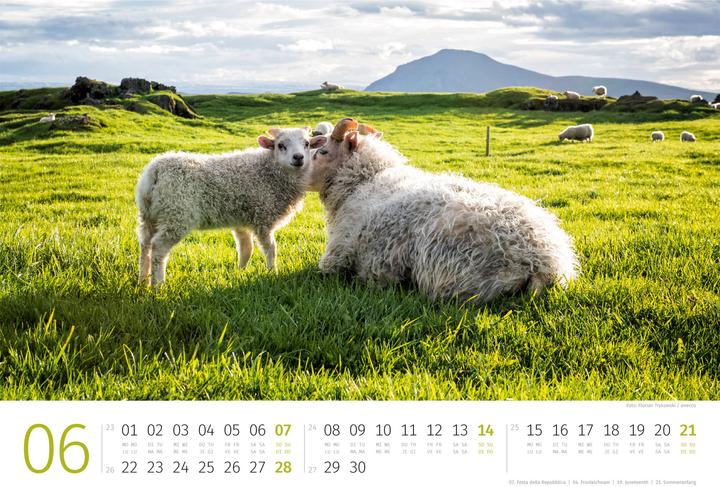 Produktbild Schafe Kalender 2026 (45 x 33 cm, Harter Einband, Deutsch, Französisch, Italienisch, Englisch)