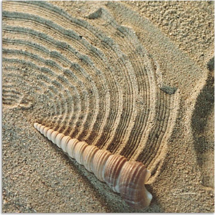 Actual product image Artland Poster Zen IV Shell T5DO 30x30 cm (50 x 50 cm)