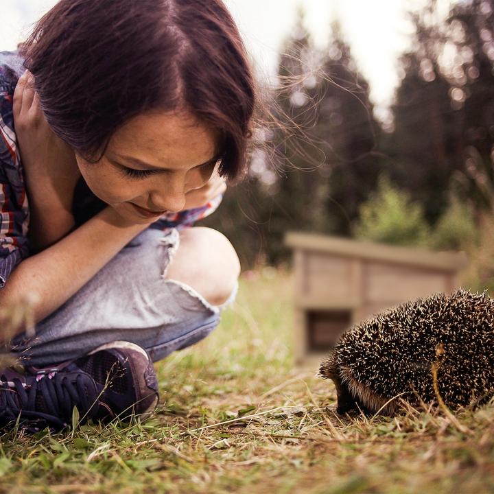 Actual product image Relaxdays Hedgehog House (Digger wasps, Bee)