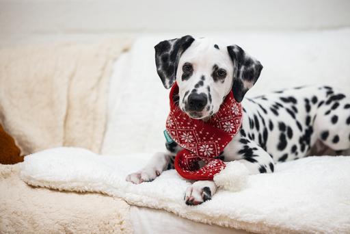 Immagine prodotto Beeztees Peluche di Natale (Bandana per cani)