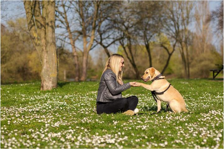 Immagine prodotto Company of Animals Imbracatura Halti No Pull Anti-pull M (M, Cane, Generale)