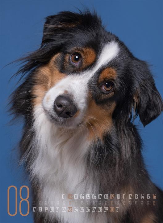 Actual product image Frei Schnauze - Kalender 2026 (33 x 45 cm, Hardcover, English, German)