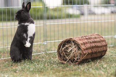 Actual product image Trixie Rodent Tunnel