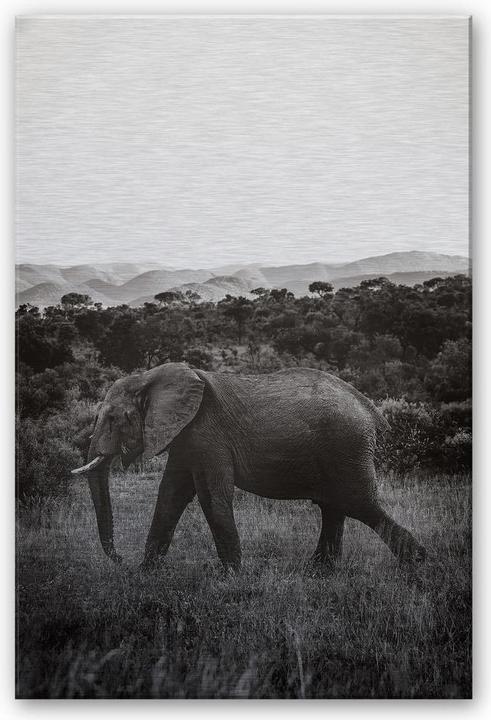 Image du produit Trenddeko L'effet argent dans les steppes d'Afrique (75 x 120 cm)