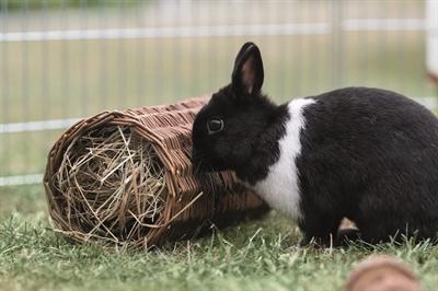 Actual product image Trixie Rodent Tunnel