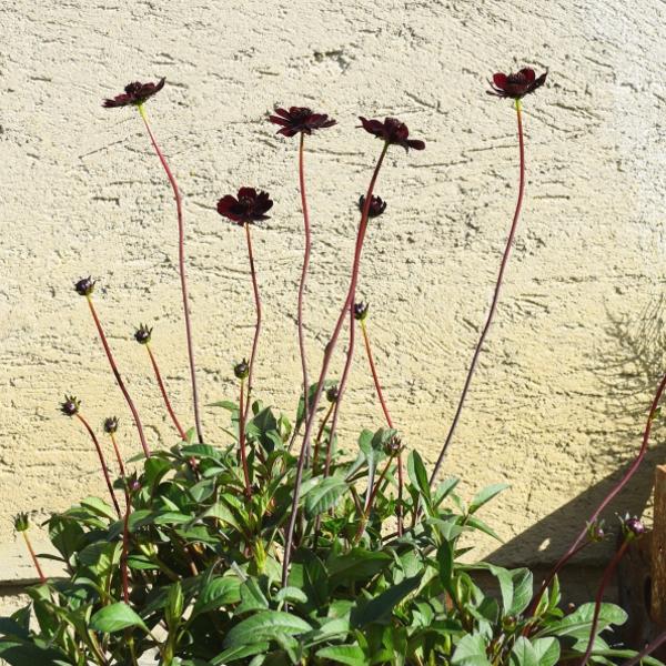 Produktbild Säntispracht 2 er Set, Die duftende Schokoladenkosmee - Cosmos atrosanguineum Chocamocha (50 cm)