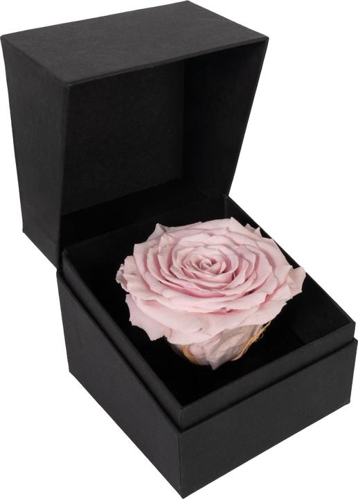 Actual product image Migros Ostschweiz Premium rose (stabilised rose) in gift box (Infinity Flowers)