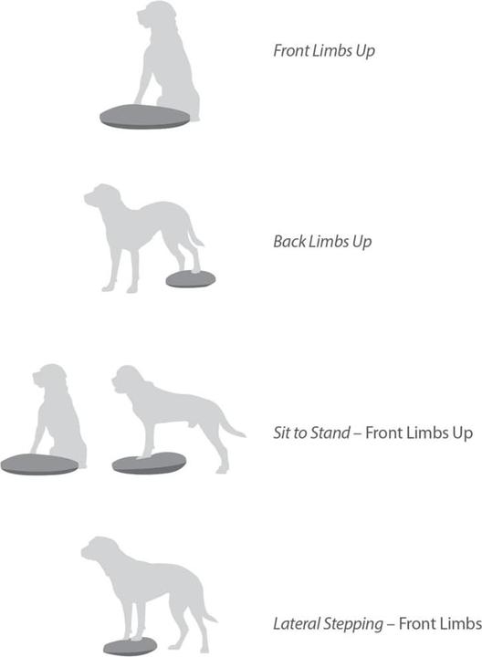 Image du produit FitPaws Balance Disk (Agility)