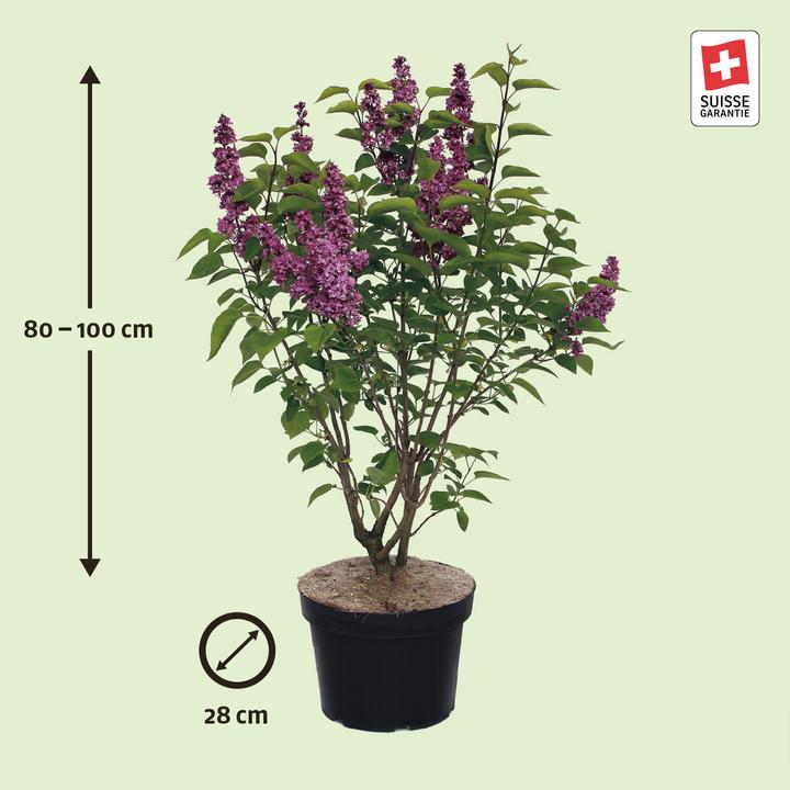 Produktbild Zulauf Gemeiner Flieder / Syringa vul. 'Charles Joly' (100 cm)