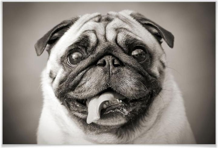 Actual product image Trenddeko Lovable pug (100 x 70 cm)