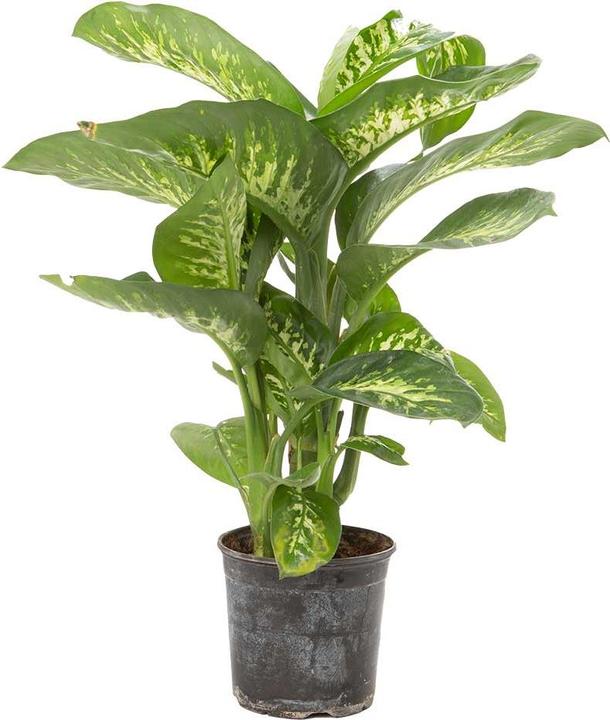 Immagine prodotto VEG and the City Nizza - (Dieffenbachia mix) (65 cm)