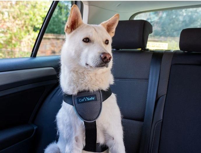 Actual product image Company of Animals CarSafe Autogeschirr (Dog)