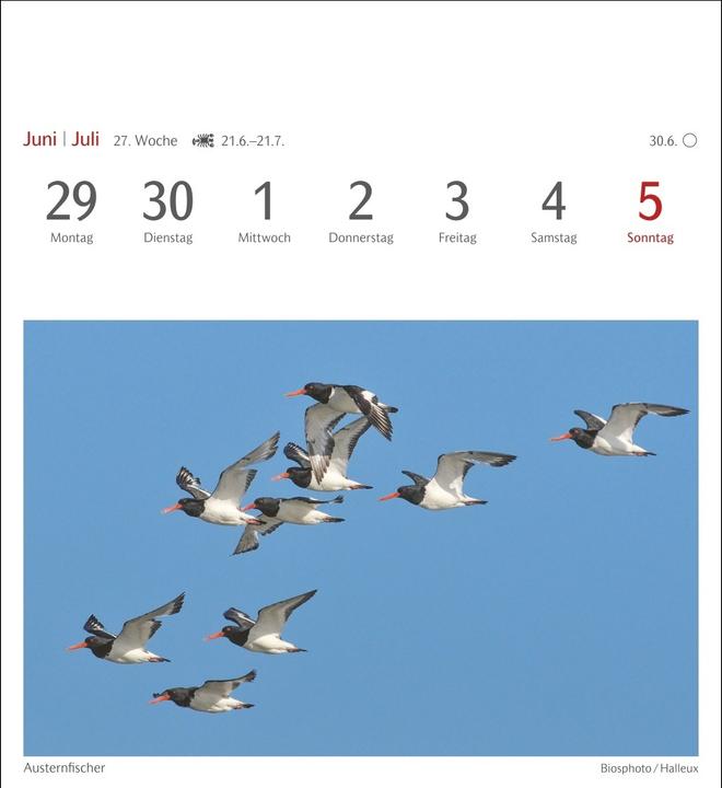 Produktbild Harenberg Heimische Vögel Postkartenkalender 2026 - Wochenkalender mit 53 Postkarten (Deutsch)