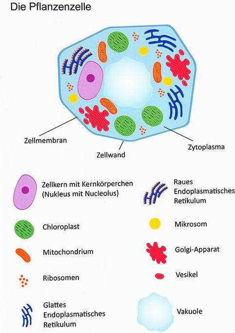 Produktbild Betzold Magnetische Tier- und Pflanzenzelle