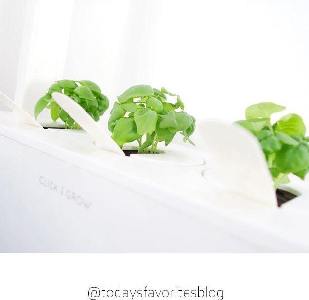 Image du produit Click and Grow Basil (Graines d'herbes aromatiques)
