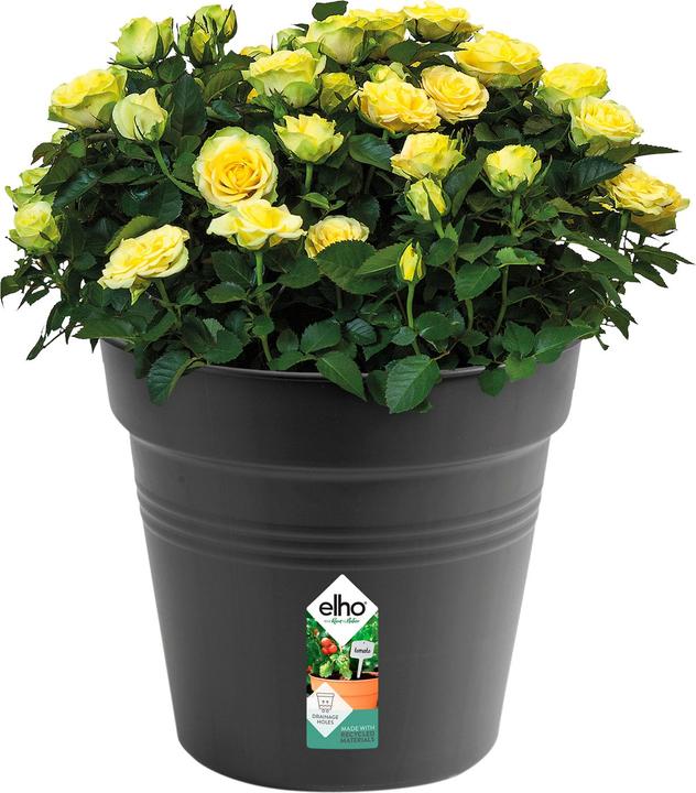 Immagine prodotto Elho Green Basics (40 cm)